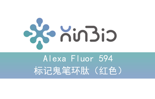 Alexa Fluor 594 标记鬼笔环肽（红色）